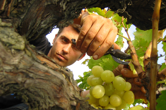 Farmer who cultivate grape
